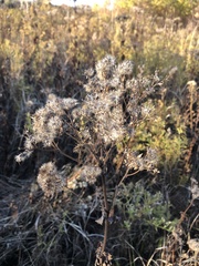Eupatorium perfoliatum