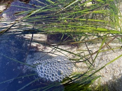 Zosteraceae