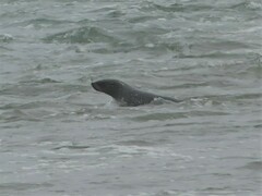 Arctocephalus pusillus pusillus