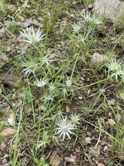 Eryngium heterophyllum