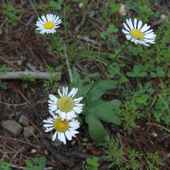 Erigeron arizonicus