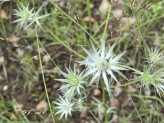 Eryngium heterophyllum