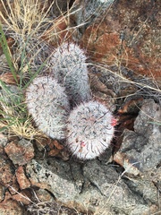 Mammillaria grahamii