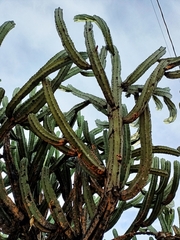 Myrtillocactus geometrizans