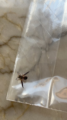 Pachodynerus erynnis