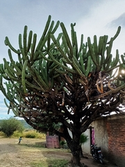 Myrtillocactus geometrizans