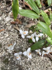 Tripogandra grandiflora