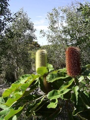 Banksia robur