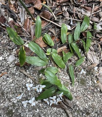Tripogandra grandiflora