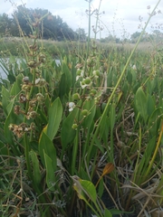 Sagittaria platyphylla