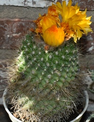 Parodia