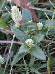 Gomphrena serrata