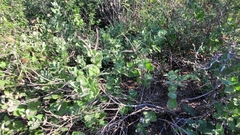 Mandevilla macrosiphon