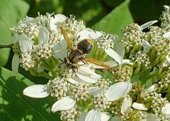 Hoplitimyia mutabilis