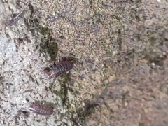Holoverticata