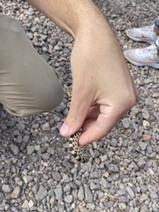 Pituophis catenifer affinis