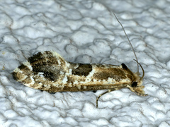 Moerarchis inconcisella