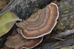 Amauroderma