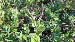 Mandevilla macrosiphon