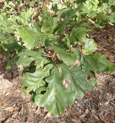 Quercus stellata