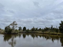 Nycticorax nycticorax