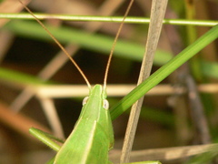 Neoconocephalus retusus