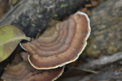 Amauroderma