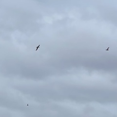 Nycticorax nycticorax