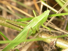 Neoconocephalus retusus