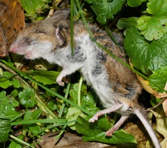 Peromyscus maniculatus
