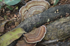Amauroderma