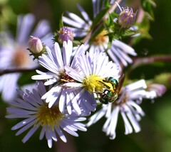 Agapostemon splendens