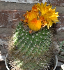 Parodia