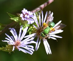 Agapostemon splendens