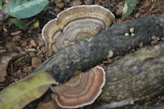 Amauroderma
