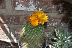 Parodia