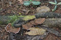 Amauroderma