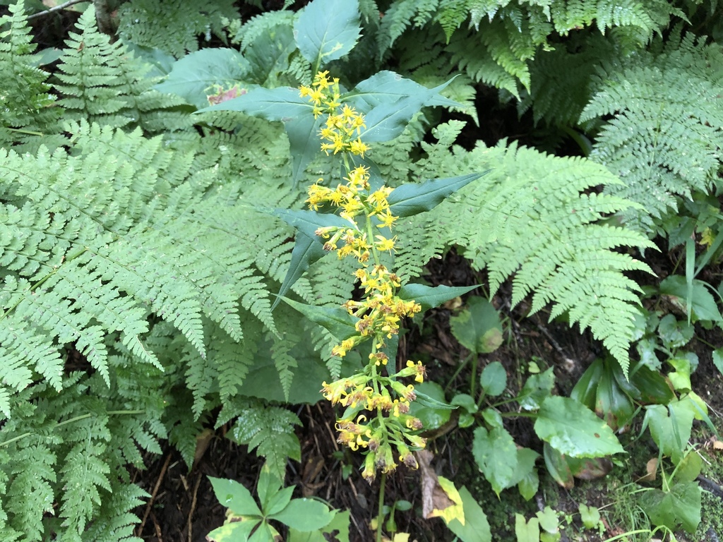 Solidago flexicaulis, Sutton, Sutton, QC, CA