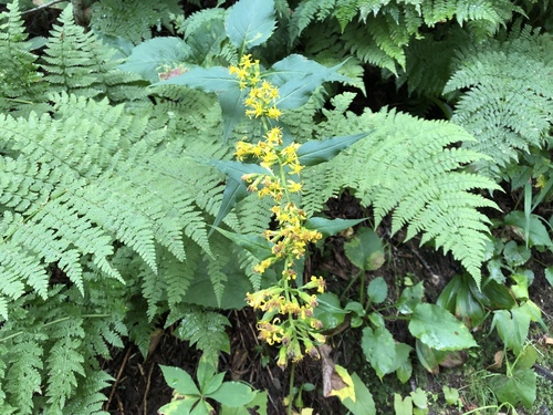 zigzag goldenrod (Solidago flexicaulis)