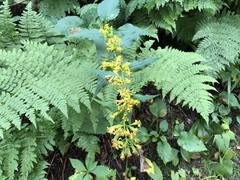 Zigzag goldenrod