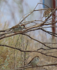 Passer hispaniolensis