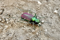 Cicindela splendida