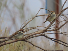 Passer hispaniolensis