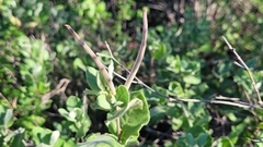 Mandevilla macrosiphon