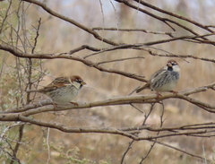 Passer hispaniolensis