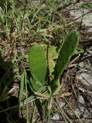Opuntia inaperta