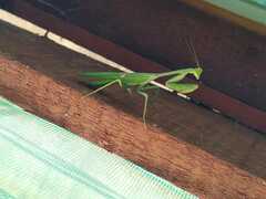 Stagmatoptera