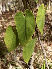 Gonolobus suberosus