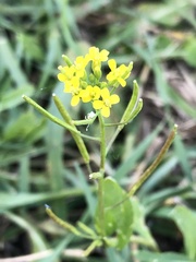 Erysimum cheiranthoides