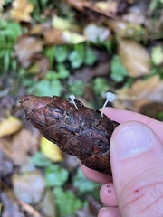 Strobilurus trullisatus